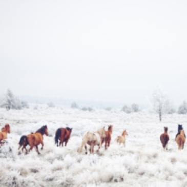 winter-horses-prints